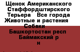 Щенок Американского Стаффордштирского Терьера - Все города Животные и растения » Собаки   . Башкортостан респ.,Баймакский р-н